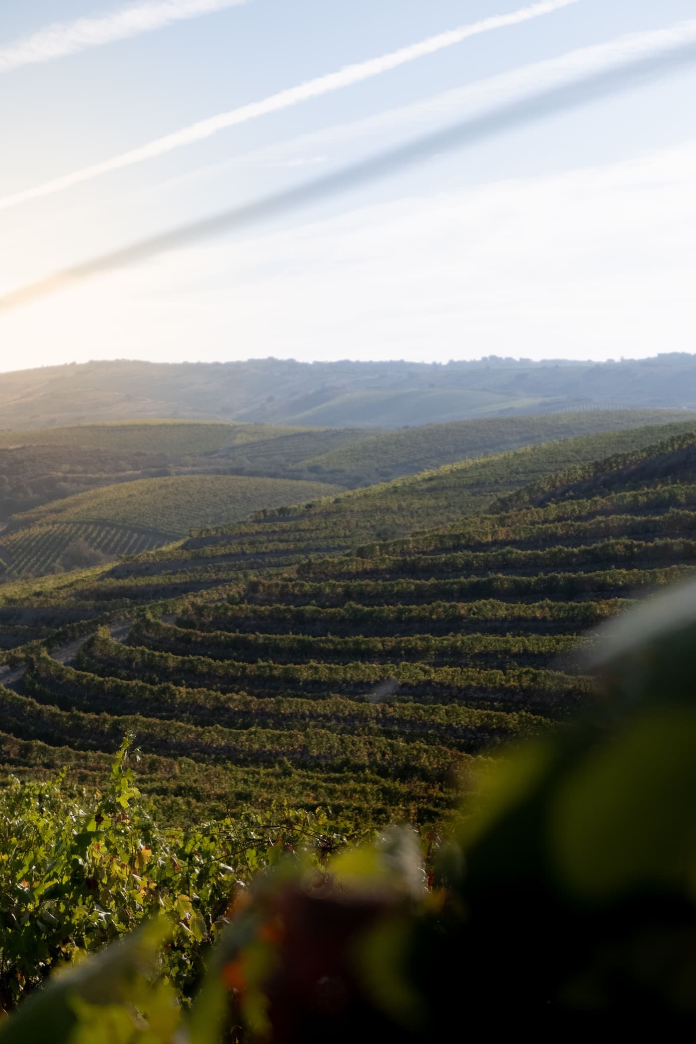 Terraced vineyards of the Douro Valley at sunrise