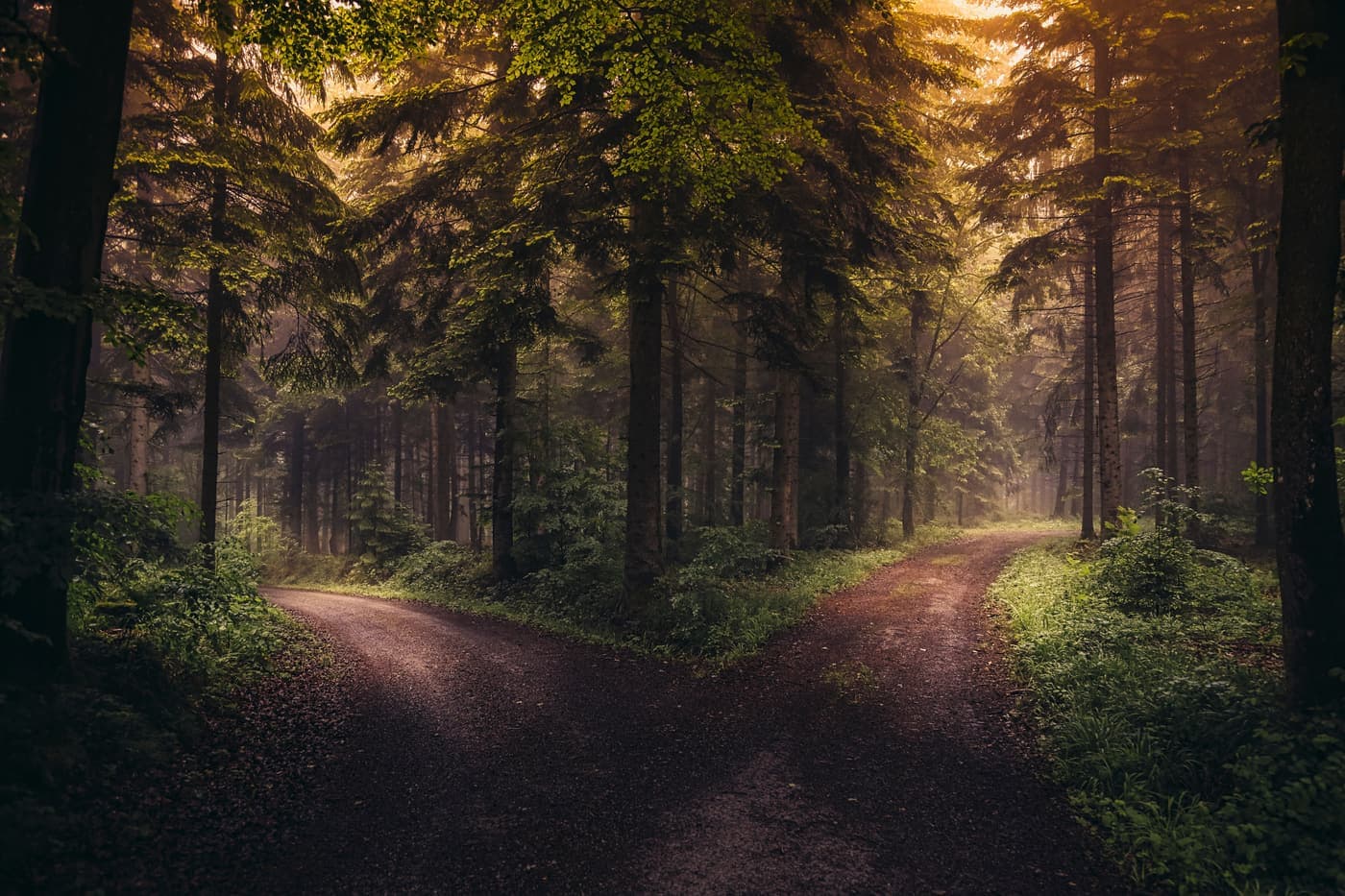 Dirt road dividing in two through a misty forest at sunrise