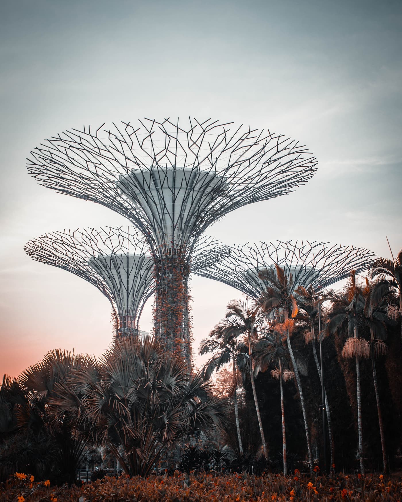 Supertree Grove at sunrise in Singapore’s Gardens by the Bay