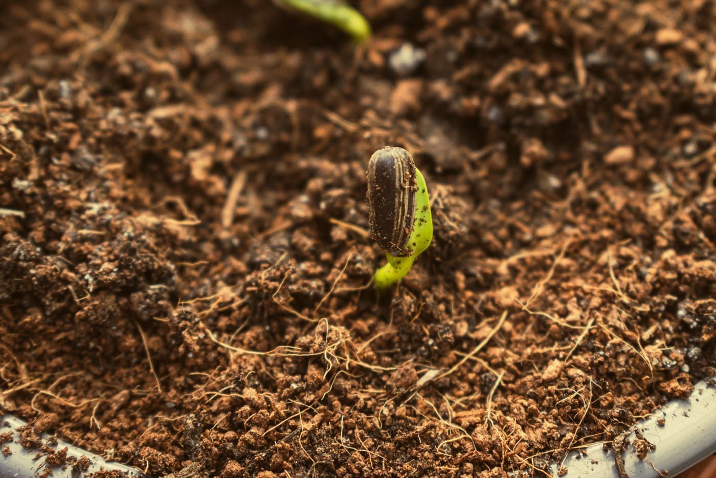 A young seedling breaking through dark soil.